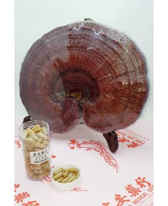 LingZhi Capsules 灵芝胶囊