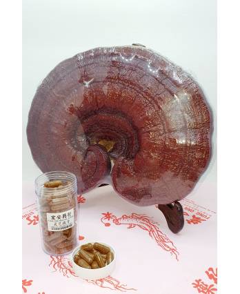 LingZhi Cracked Spores Capsules 灵芝袍子胶囊